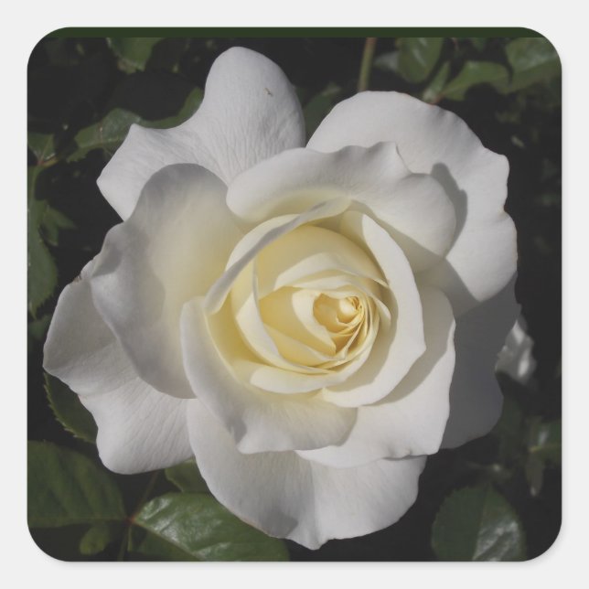 White Rose Sticker (Front)
