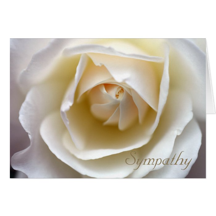 White Rose Sympathy Card Zazzle