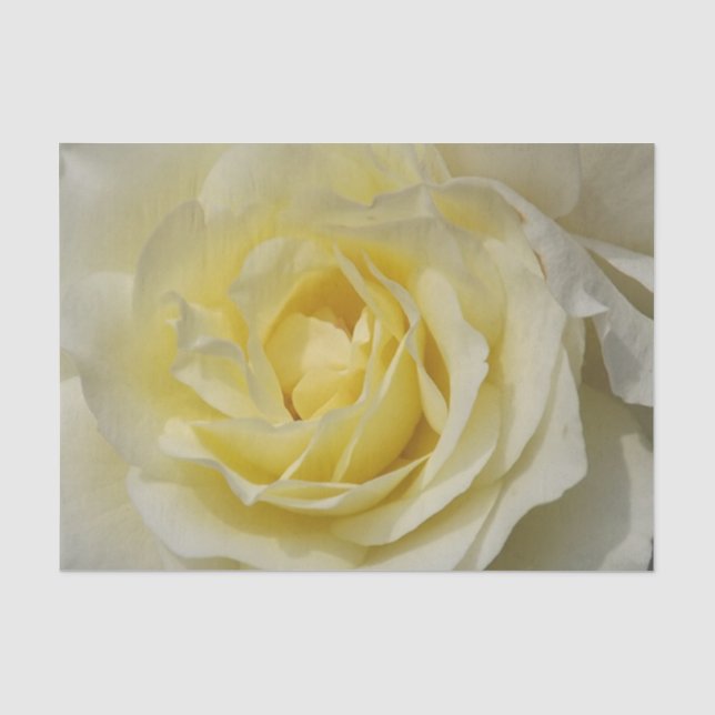 White Rose Tissue Paper (Front)