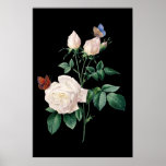 White Rose With Butterfly Black Background Poster at Zazzle
