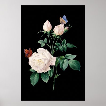 White Rose With Butterfly Black Background Poster
