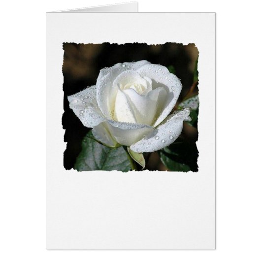 White Rose with Dew Cards (Front)
