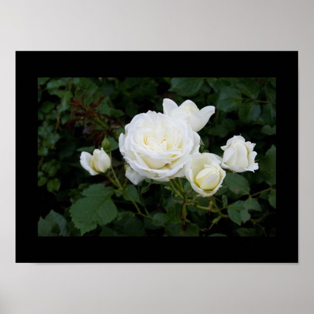 White rose with four white rosebuds poster (Front)