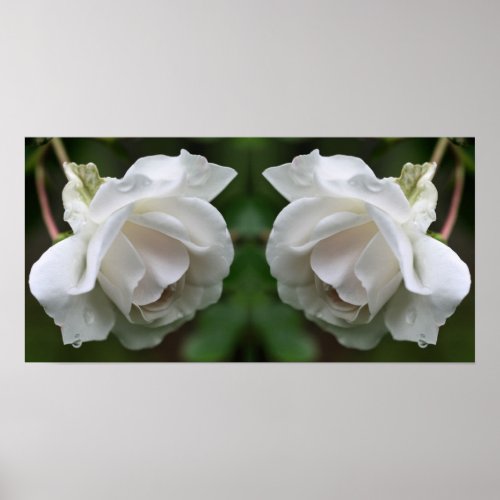 White Rose With Raindrops Floral Mirror Abstract Poster