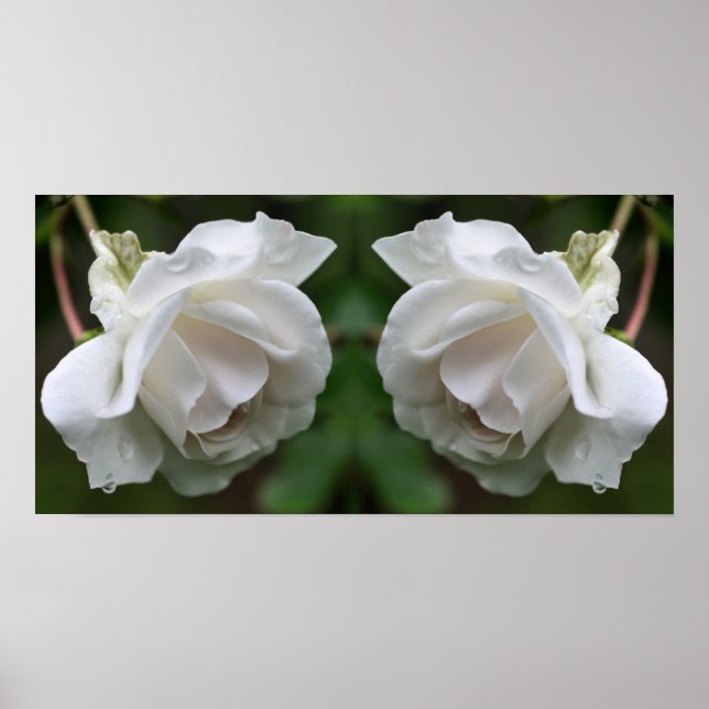 White Rose With Raindrops Floral Mirror Abstract Poster (Front)