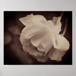 White Rose With Raindrops In Vintage Sepia Poster