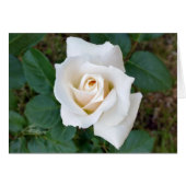white rosebud (Front Horizontal)