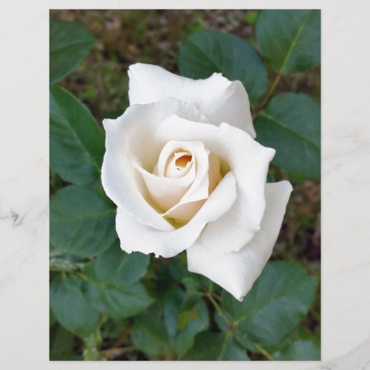 white rosebud (Front)