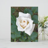 white rosebud (Standing Front)