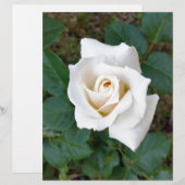 white rosebud (Front/Back)