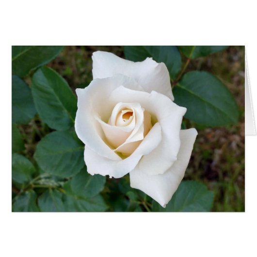 white rosebud cards (Front Horizontal)