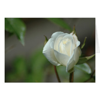 White Rosebud Cards