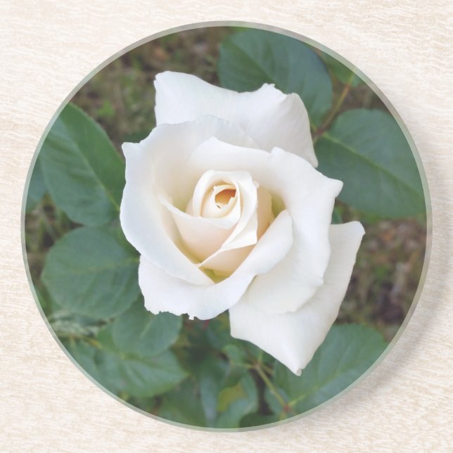 white rosebud drink coaster (Front)