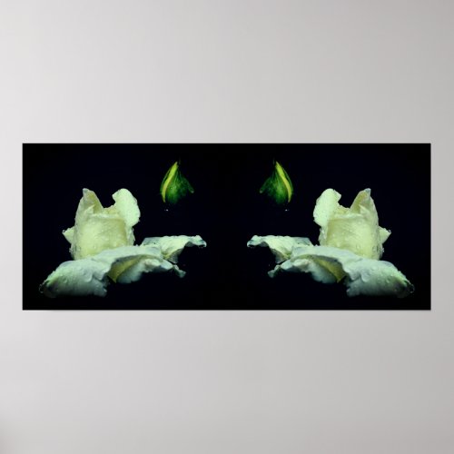 White Rosebud Flower Mirror Abstract Poster