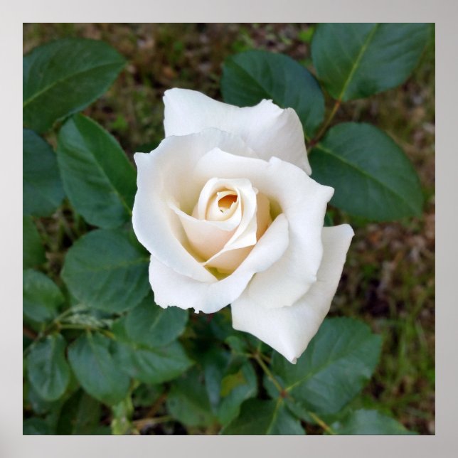 white rosebud poster (Front)