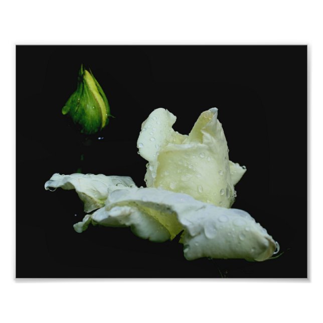 White Rosebud With Raindrops 8x10 Flower Photo Print (Front)
