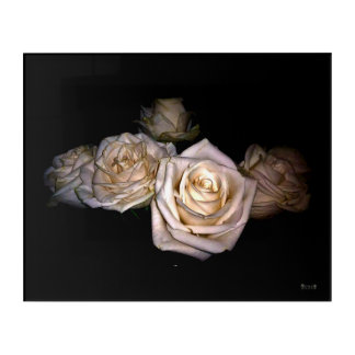 White Roses Against Dark Background Acrylic Print