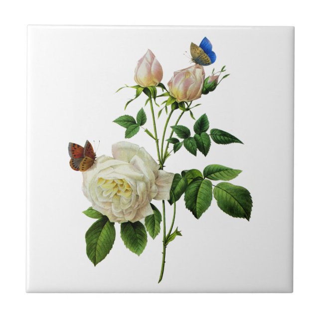 White Roses and Butterflies by Redoute Ceramic Tile (Front)