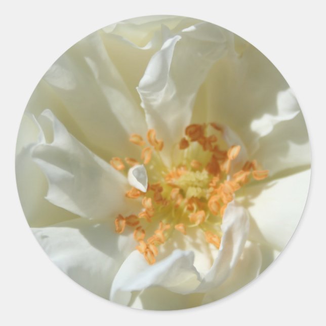 White roses and sun - Stickers (Front)