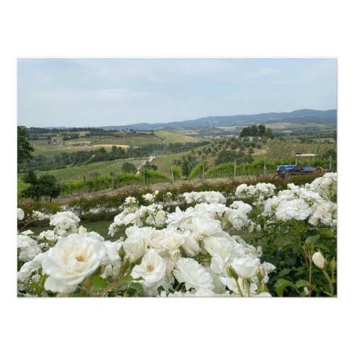 White Roses at the Vineyard in Orvieto Italy Photo Print