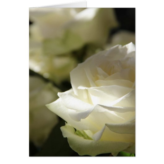 White roses cards (Front)