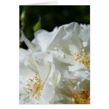 White Roses Floral Photography Greeting Card by PBsecretgarden at Zazzle
