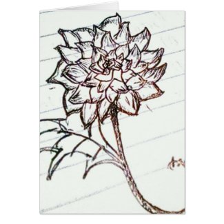 white roses flower