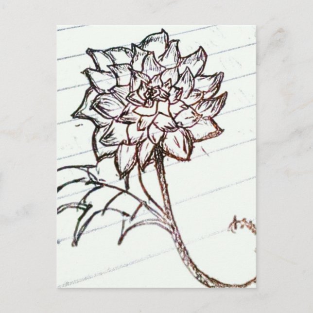 white roses flower postcard (Front)