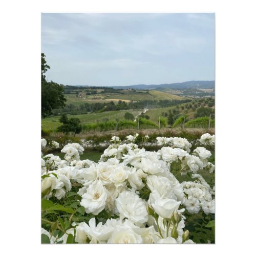 White Roses in the Vineyard in Orvieto Italy Photo Print