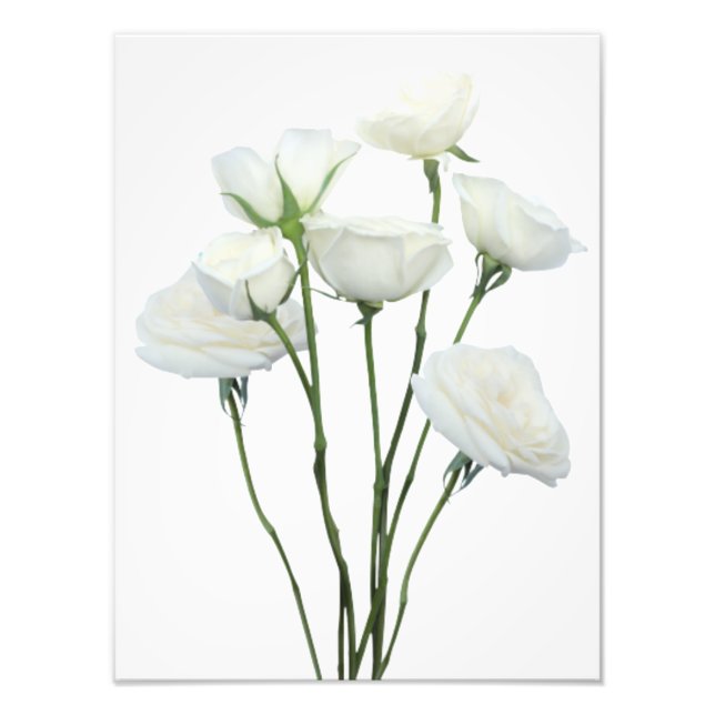 White Roses Photo Print (Front)