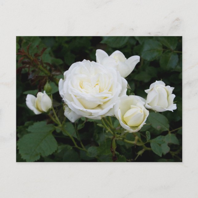 White Roses Postcard (Front)