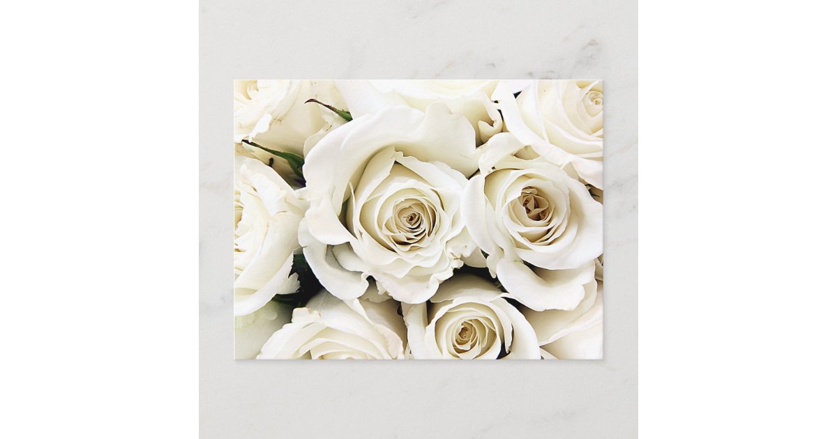 White Roses Postcard | Zazzle