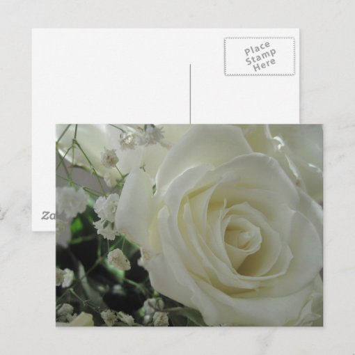 White Roses Postcard | Zazzle