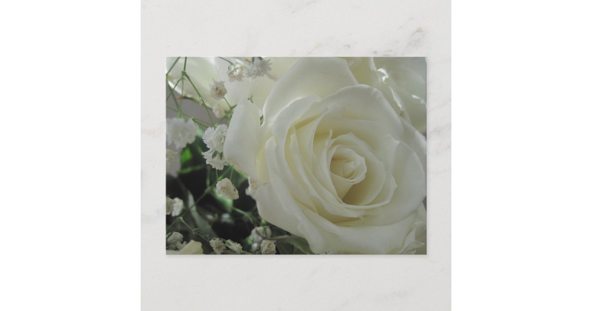 White Roses Postcard | Zazzle