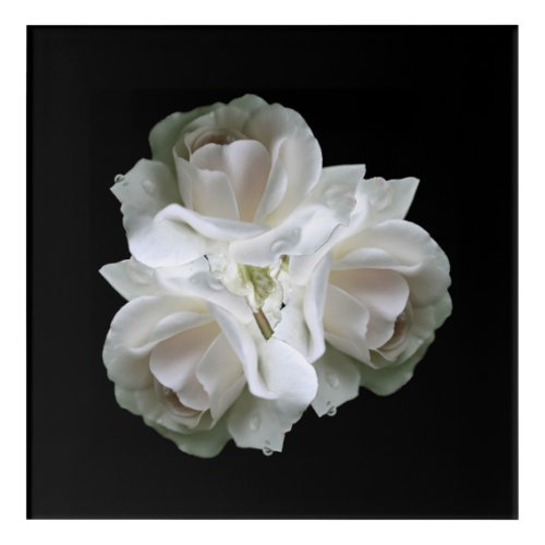White Roses With Raindrops Bouquet  Acrylic Print