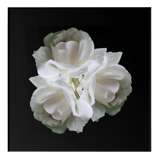 White Roses With Raindrops Bouquet  Acrylic Print (Front)
