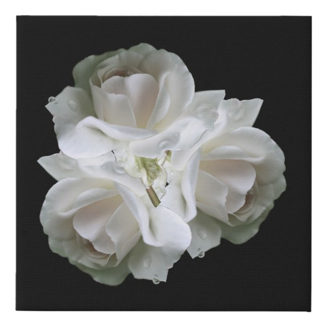 White Roses With Raindrops Bouquet    Faux Canvas Print (Front)