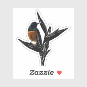 White Rumped Shama Bird Sticker