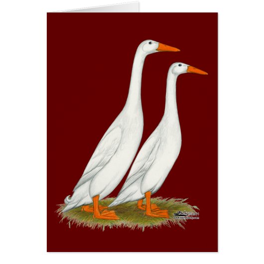 White Runner Ducks Cards (Front)