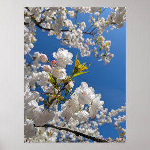 White Sakura H.G. Poster