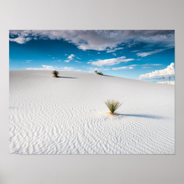White Sands Blue Sky Yucca, New Mexico Poster (Front)