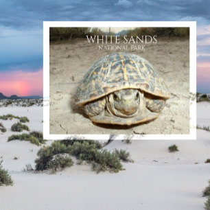 White Sands Desert Box Turtle Postcard