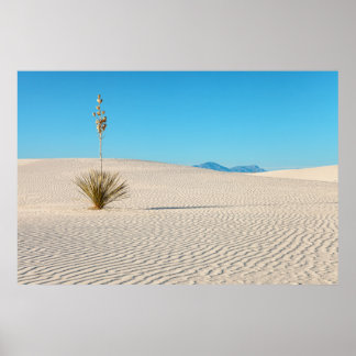 White Sands Desert Landscape and Yucca Plant Poster