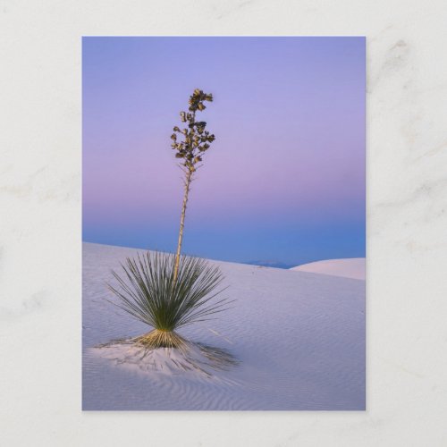 WHITE SANDS NATIONAL MONUMENT NEW MEXICO POSTCARD