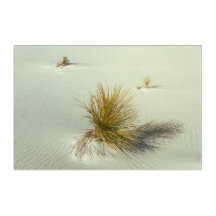 White Sands Yuccas