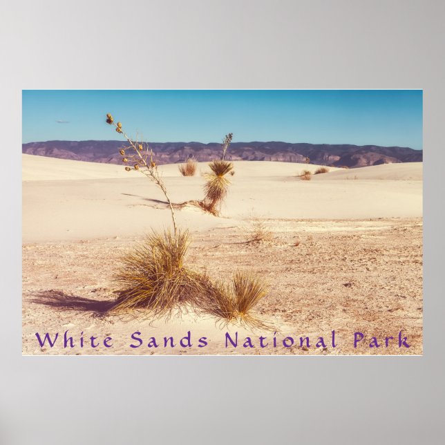 White Sands Yuccas Poster (Front)