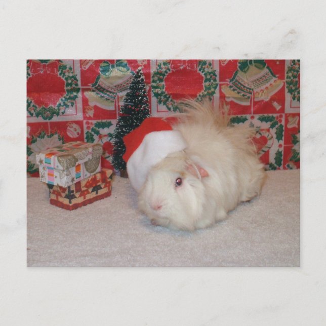 White Santa Pig Holiday Postcard (Front)