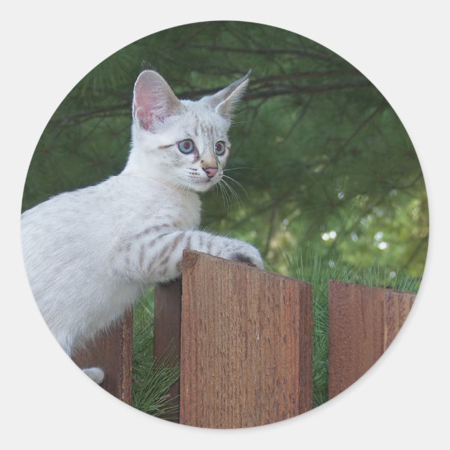White Savannah Cat Round Sticker (Front)