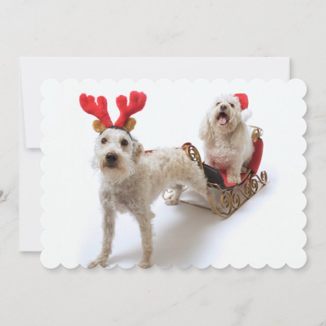 white schnoodle standing with red christmas holiday card (Front)