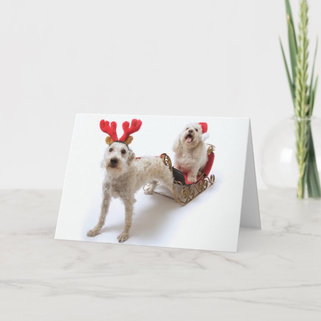 white schnoodle standing with red christmas holiday card (Front)